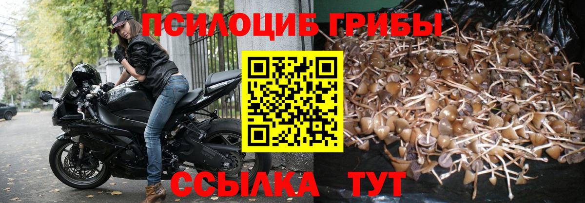 цена наркотик  Псилоцибиновые грибы Cubensis  Галлюциногенные грибы прущие грибы  Вход с VPN  Брянск 